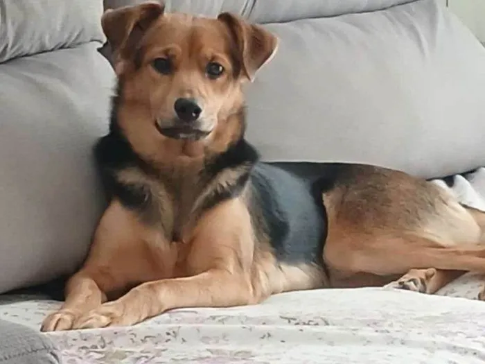 Cachorro ra a SRD-ViraLata idade 2 a 6 meses nome Falar com Ana - Whats 11 96916-0745