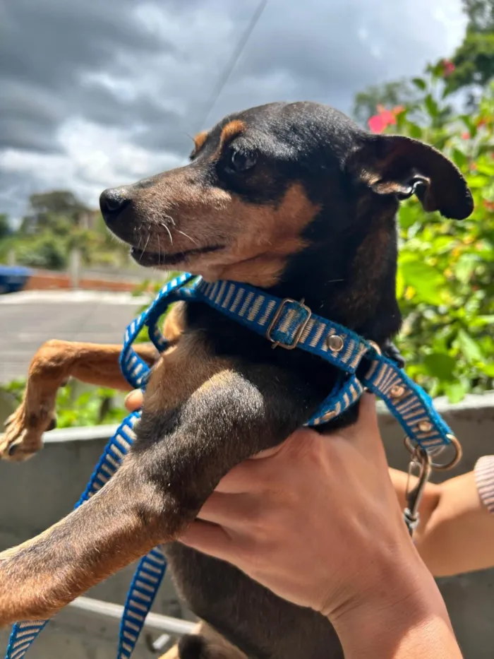 Cachorro ra a Pinscher idade 6 ou mais anos nome Nick