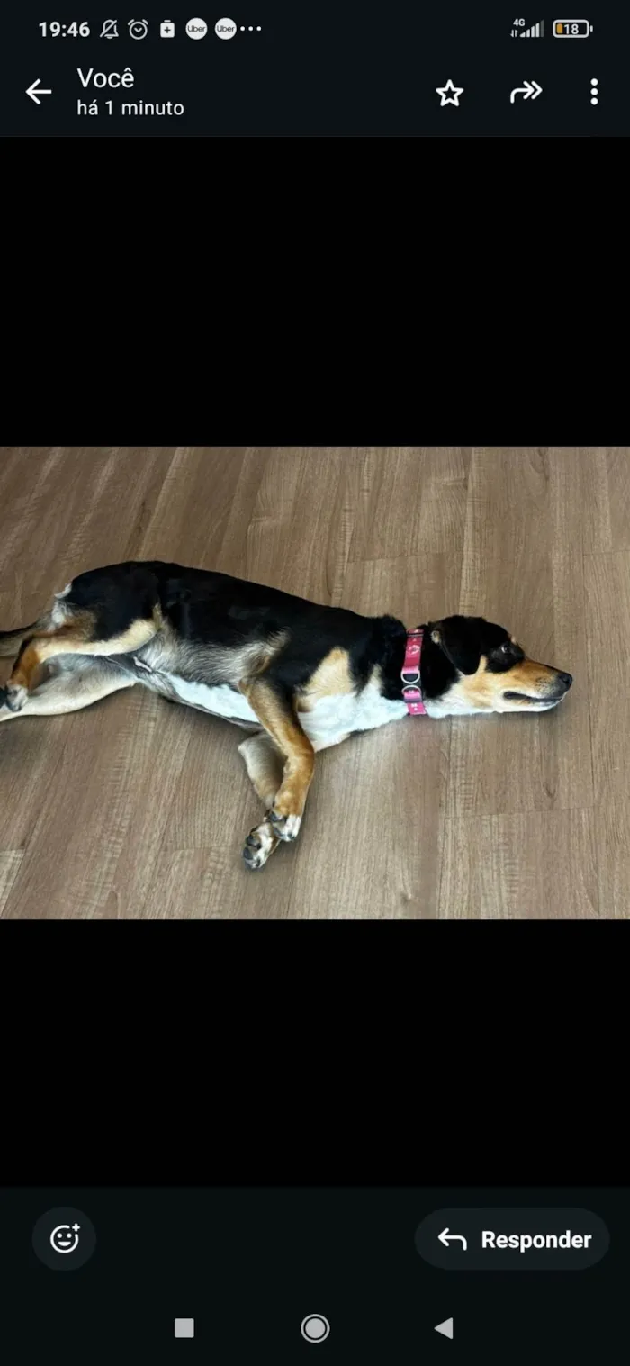 Cachorro ra a SRD-ViraLata idade 7 a 11 meses nome Sem Identificação 