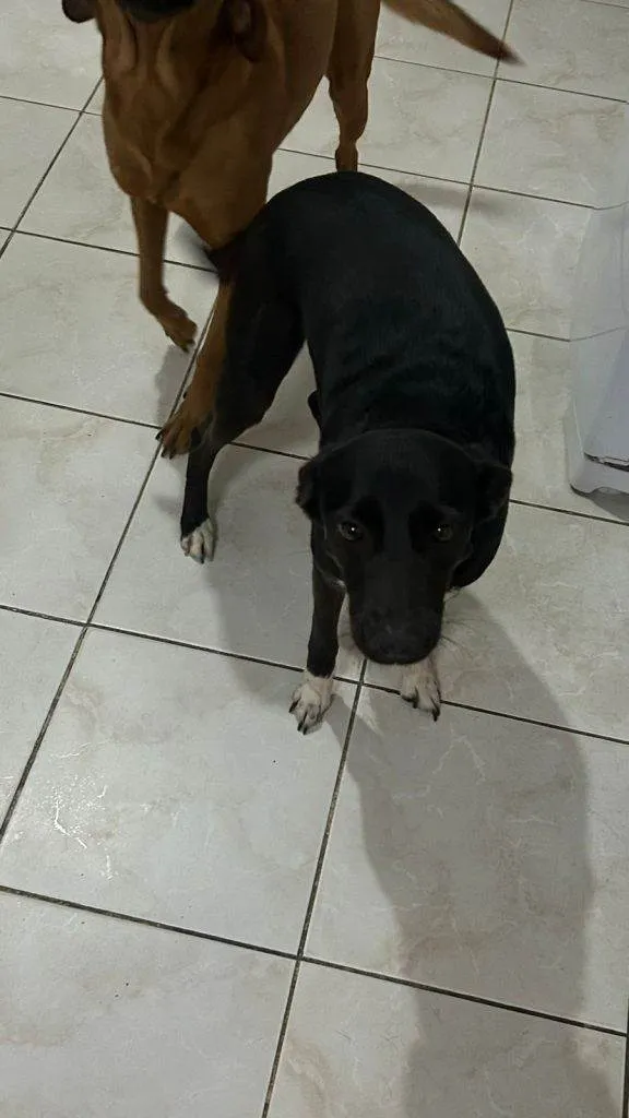 Cachorro ra a SRD-ViraLata idade 2 a 6 meses nome Falar com Isabella - Whats 19 99976-2699