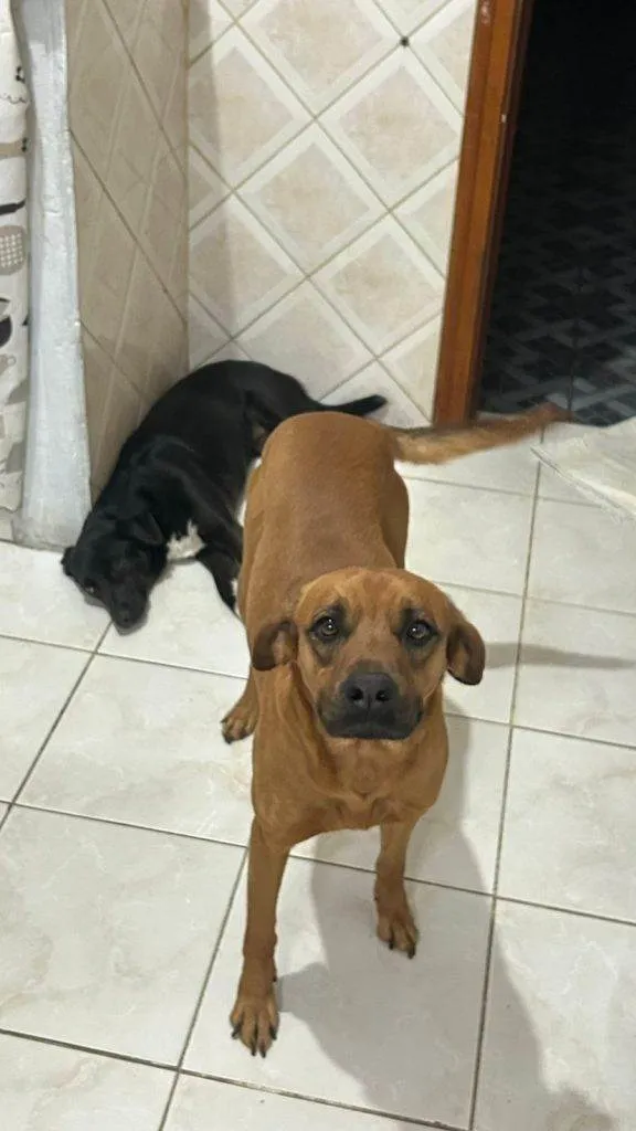 Cachorro ra a SRD-ViraLata idade 2 a 6 meses nome Falar com Isabella - Whats 19 99976-2699