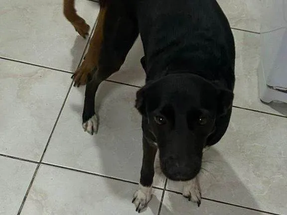 Cachorro ra a SRD-ViraLata idade 2 a 6 meses nome Falar com Isabella - Whats 19 99976-2699