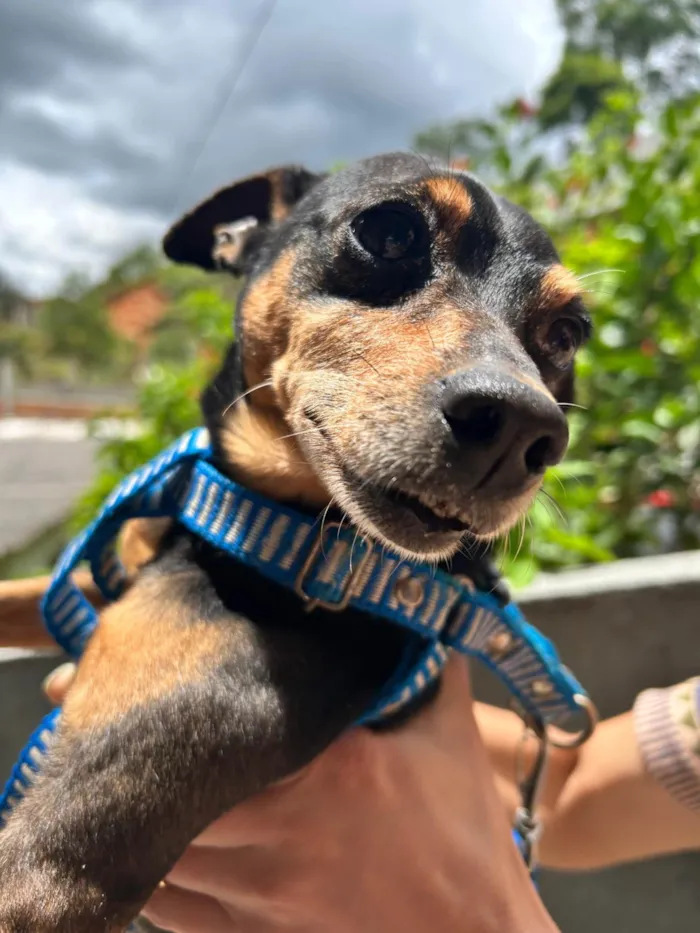 Cachorro ra a Pinscher idade 6 ou mais anos nome Nick