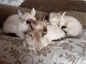 Gato raça SRD-ViraLata idade Abaixo de 2 meses nome Falar com Josiane - Whats 11 99317-9617