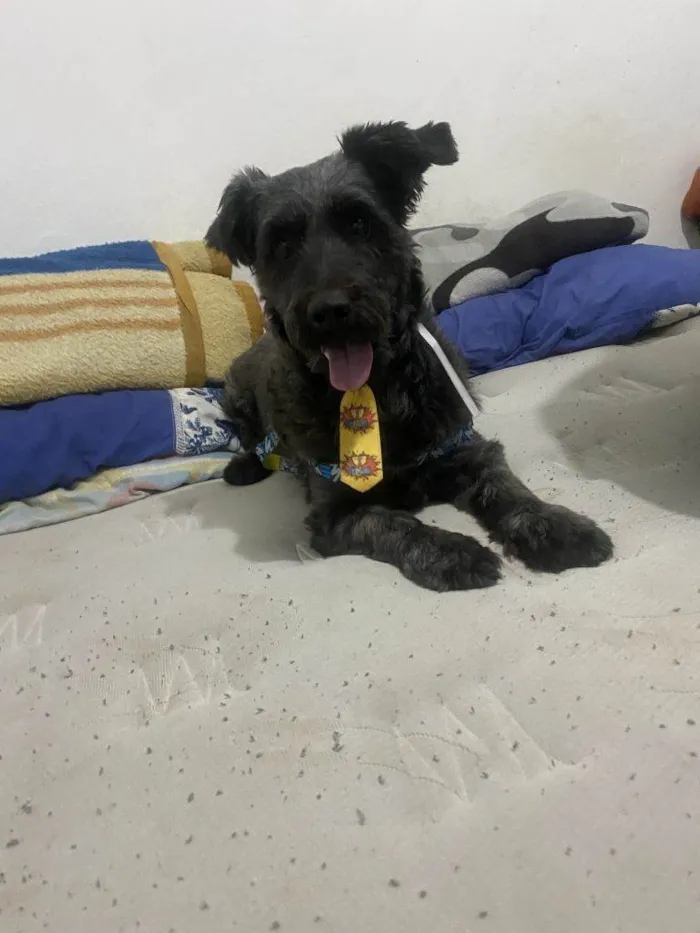 Cachorro ra a SRD-ViraLata idade 2 a 6 meses nome Falar com Ricardo - Whats 11 98377-7151