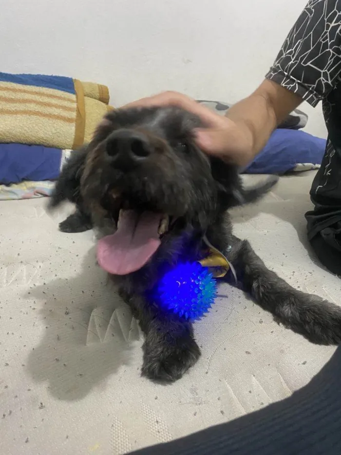 Cachorro ra a SRD-ViraLata idade 2 a 6 meses nome Falar com Ricardo - Whats 11 98377-7151