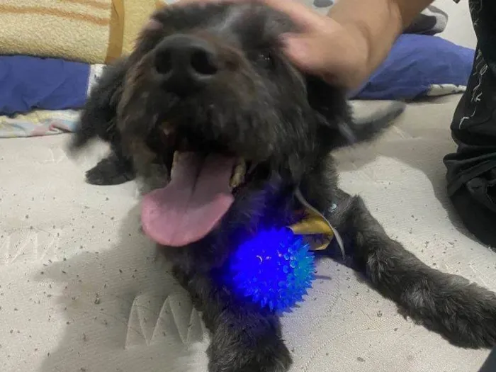 Cachorro ra a SRD-ViraLata idade 2 a 6 meses nome Falar com Ricardo - Whats 11 98377-7151
