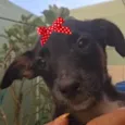 Pietra