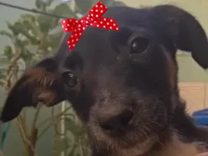 Cachorro raça SRD-ViraLata idade 2 a 6 meses nome Pietra 