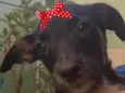 Pietra