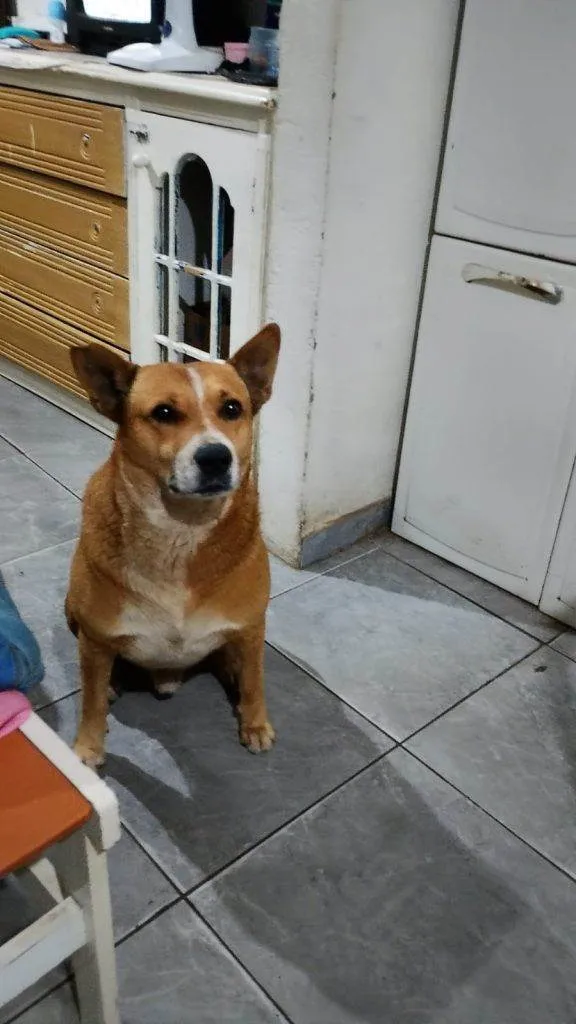 Cachorro ra a SRD-ViraLata idade 2 a 6 meses nome Falar com Jackelline - Whats 11 96923-3483