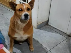 Cachorro raça SRD-ViraLata idade 2 a 6 meses nome Falar com Jackelline - Whats 11 96923-3483