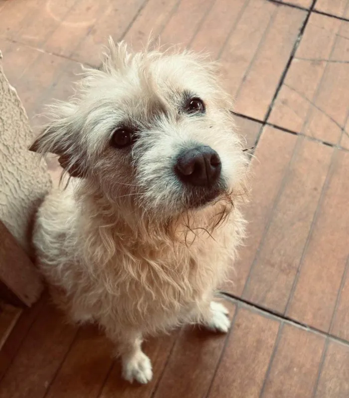 Cachorro ra a SRD-ViraLata idade 2 a 6 meses nome Falar com Maíra - Whats 11 94246-8758