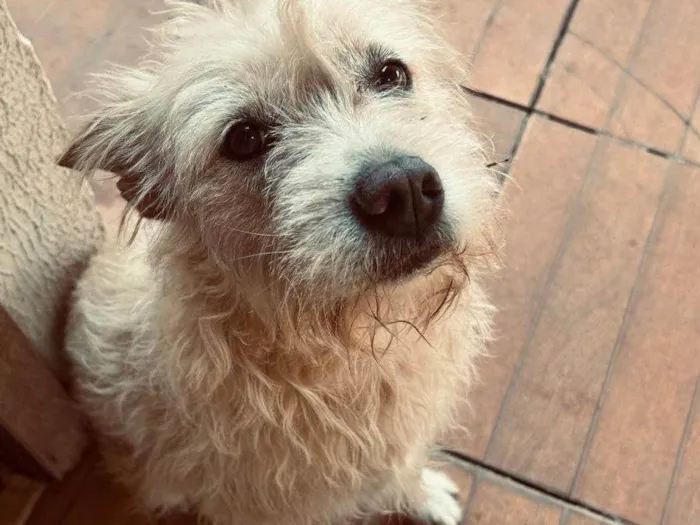 Cachorro ra a SRD-ViraLata idade 2 a 6 meses nome Falar com Maíra - Whats 11 94246-8758
