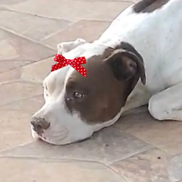 Cachorro ra a Pit-Bull idade 7 a 11 meses nome Maia 