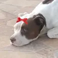 Maia