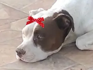 Cachorro raça Pit-Bull idade 7 a 11 meses nome Maia 