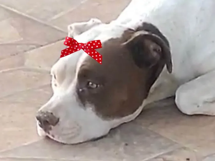 Cachorro ra a Pit-Bull idade 7 a 11 meses nome Maia 