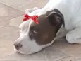 Maia