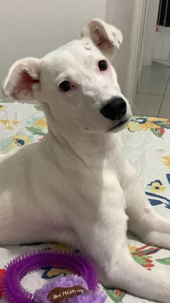 Cachorro ra a SRD-ViraLata idade 2 a 6 meses nome Falar com Letícia - Whats 17 98804-0017