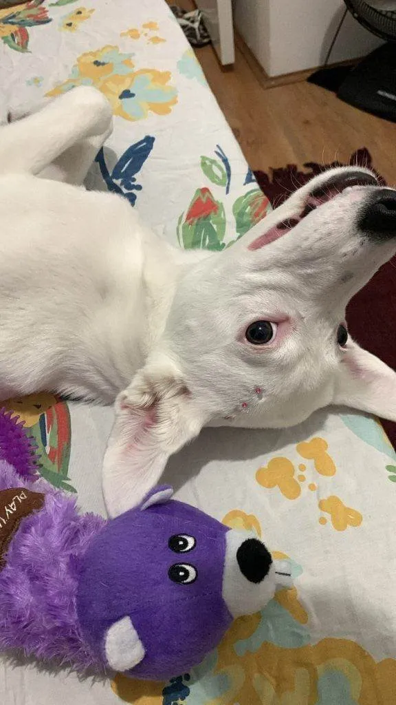 Cachorro ra a SRD-ViraLata idade 2 a 6 meses nome Falar com Letícia - Whats 17 98804-0017