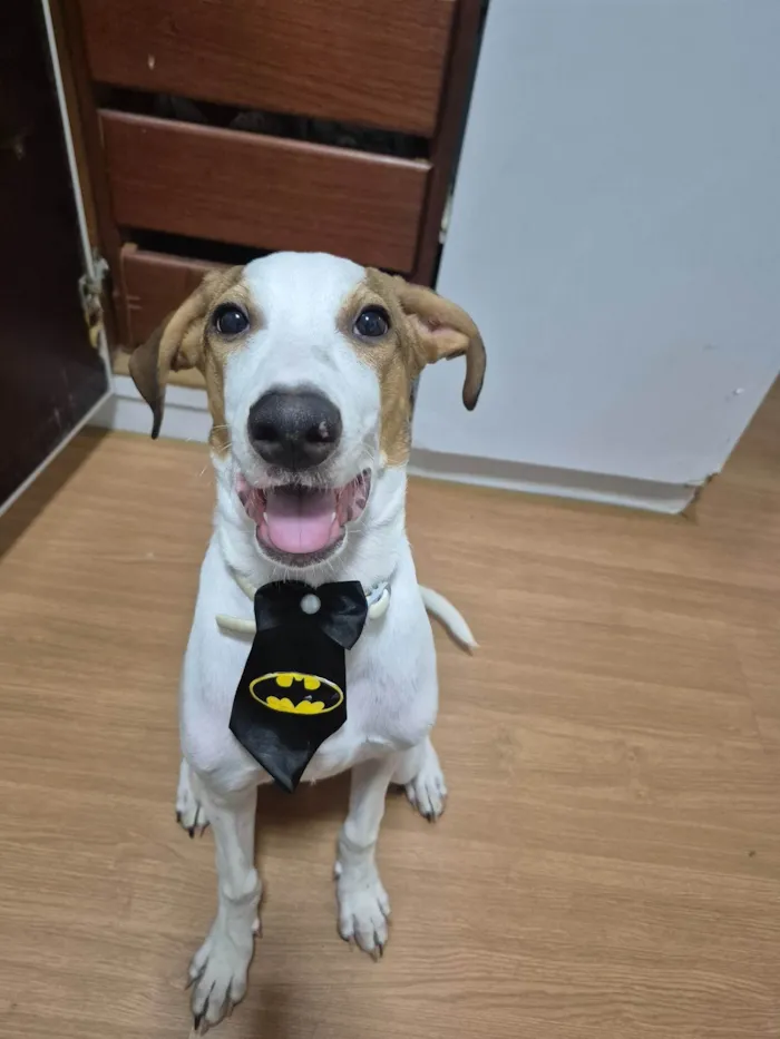 Cachorro ra a SRD-ViraLata idade 2 a 6 meses nome Theodoro