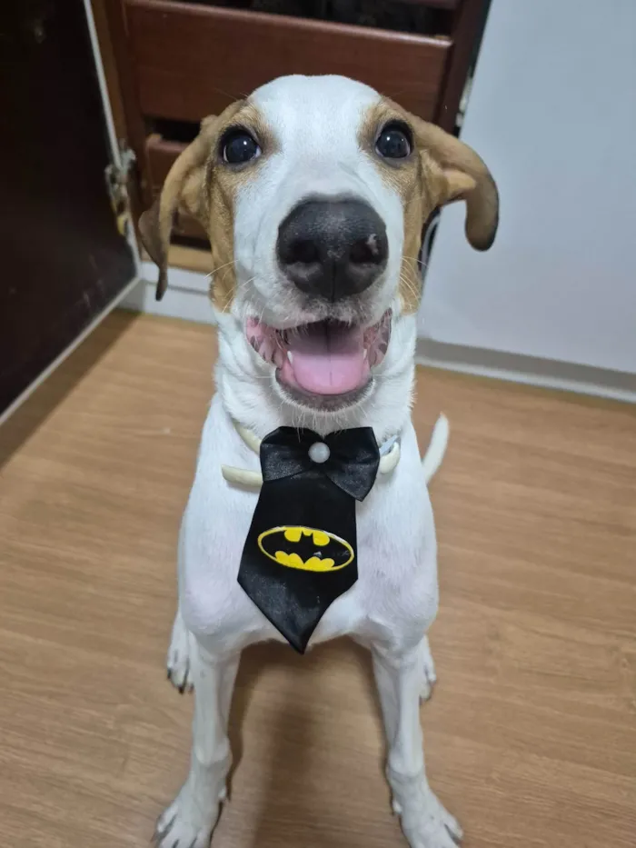 Cachorro ra a SRD-ViraLata idade 2 a 6 meses nome Theodoro