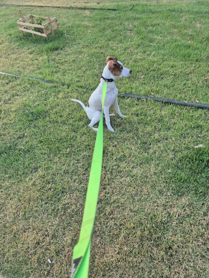 Cachorro ra a SRD-ViraLata idade 2 a 6 meses nome Theodoro
