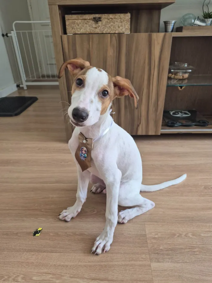 Cachorro ra a SRD-ViraLata idade 2 a 6 meses nome Theodoro