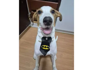 Cachorro raça SRD-ViraLata idade 2 a 6 meses nome Theodoro