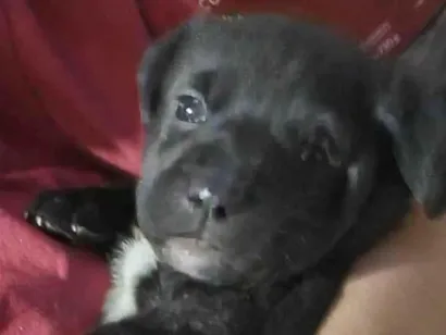Cachorro raça SRD-ViraLata idade 2 a 6 meses nome Say