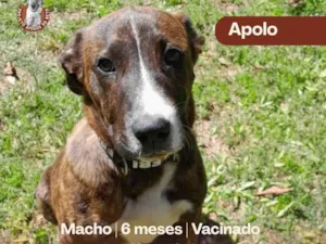 Cachorro raça SRD-ViraLata idade 2 a 6 meses nome Apolo