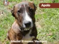 Apolo