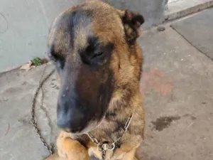 Cachorro raça Pastor Alemão idade 2 a 6 meses nome Falar com Neusa - Whats 11 98435-4146
