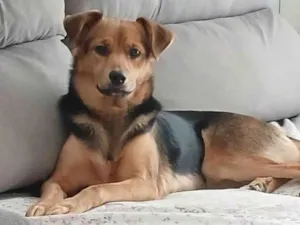 Cachorro raça SRD-ViraLata idade 2 a 6 meses nome Falar com Ana - Whats 11 96916-0745