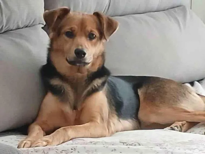 Cachorro ra a SRD-ViraLata idade 2 a 6 meses nome Falar com Ana - Whats 11 96916-0745