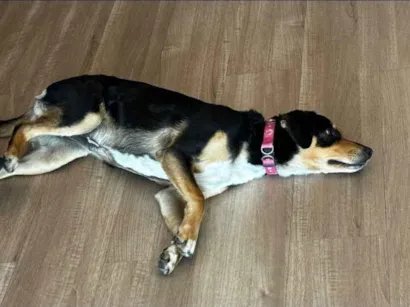 Cachorro raça SRD-ViraLata idade 7 a 11 meses nome Sem Identificação 