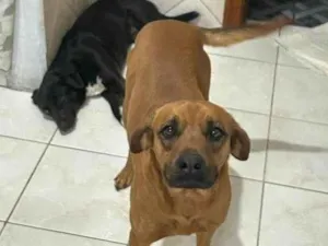 Cachorro raça SRD-ViraLata idade 2 a 6 meses nome Falar com Isabella - Whats 19 99976-2699