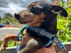 Cachorro raça Pinscher idade 6 ou mais anos nome Nick
