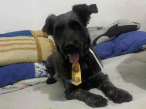 Cachorro raça SRD-ViraLata idade 2 a 6 meses nome Falar com Ricardo - Whats 11 98377-7151