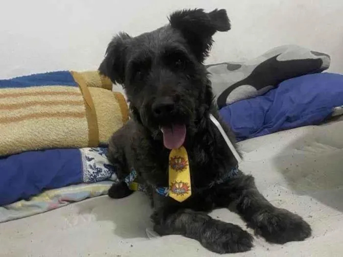 Cachorro ra a SRD-ViraLata idade 2 a 6 meses nome Falar com Ricardo - Whats 11 98377-7151