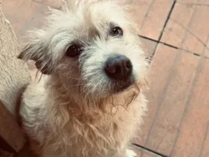 Cachorro raça SRD-ViraLata idade 2 a 6 meses nome Falar com Maíra - Whats 11 94246-8758