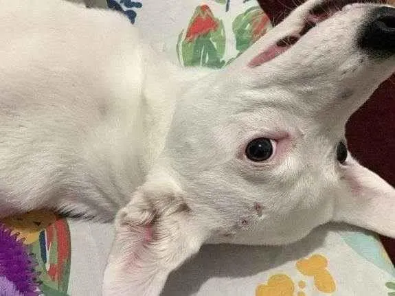 Cachorro ra a SRD-ViraLata idade 2 a 6 meses nome Falar com Letícia - Whats 17 98804-0017