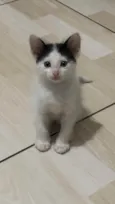 Chico