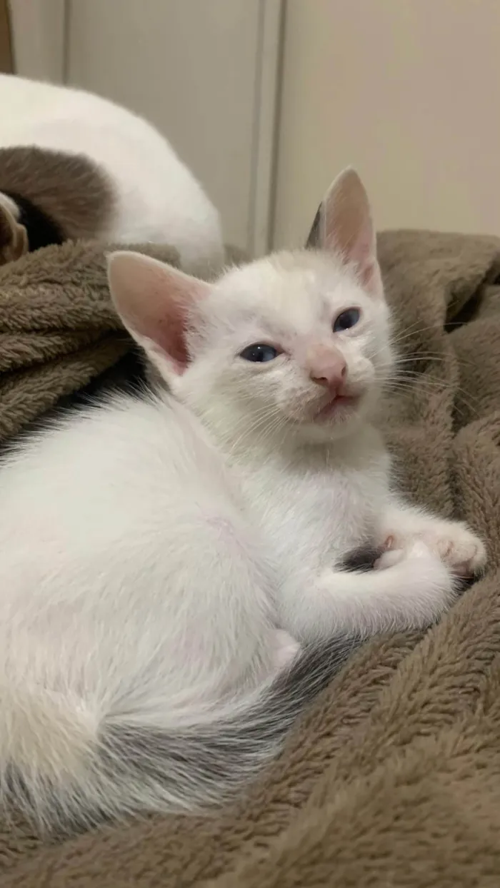 Gato ra a SRD-ViraLata idade 2 a 6 meses nome Nyara