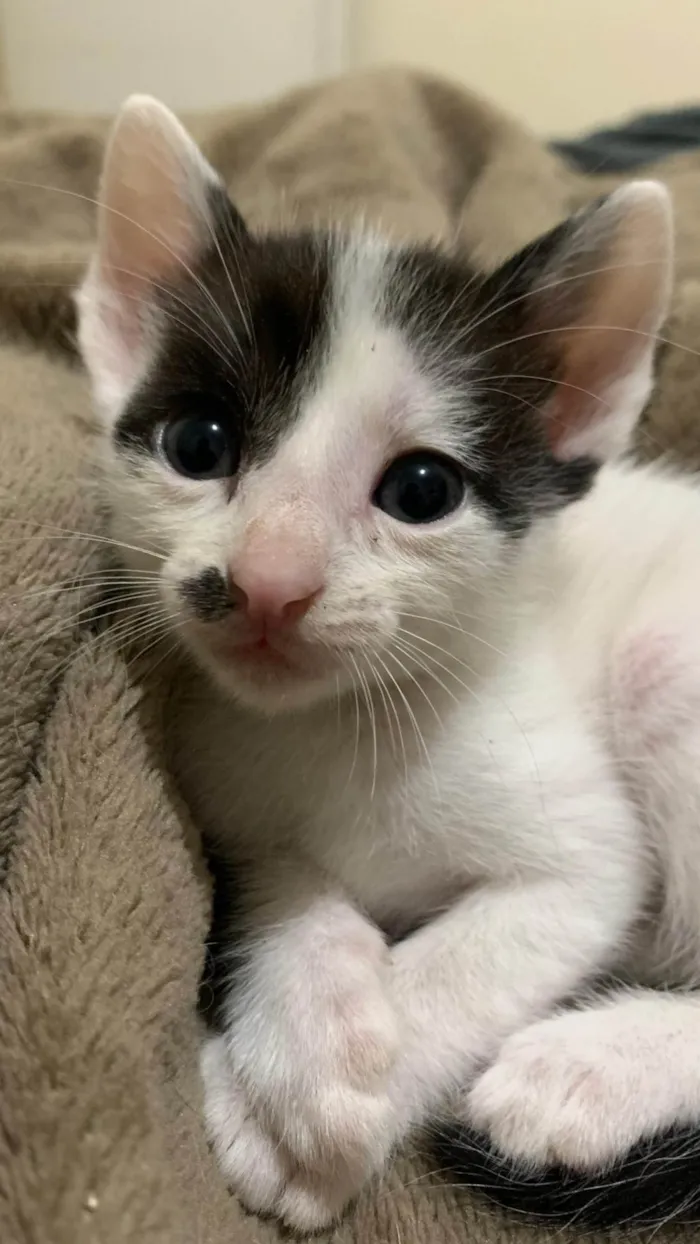 Gato ra a SRD-ViraLata idade 2 a 6 meses nome Charlie