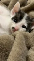Charlie