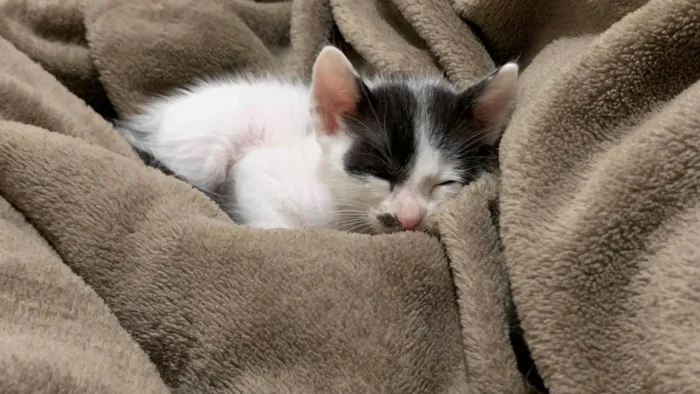 Gato ra a SRD-ViraLata idade 2 a 6 meses nome Charlie