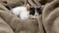 Charlie