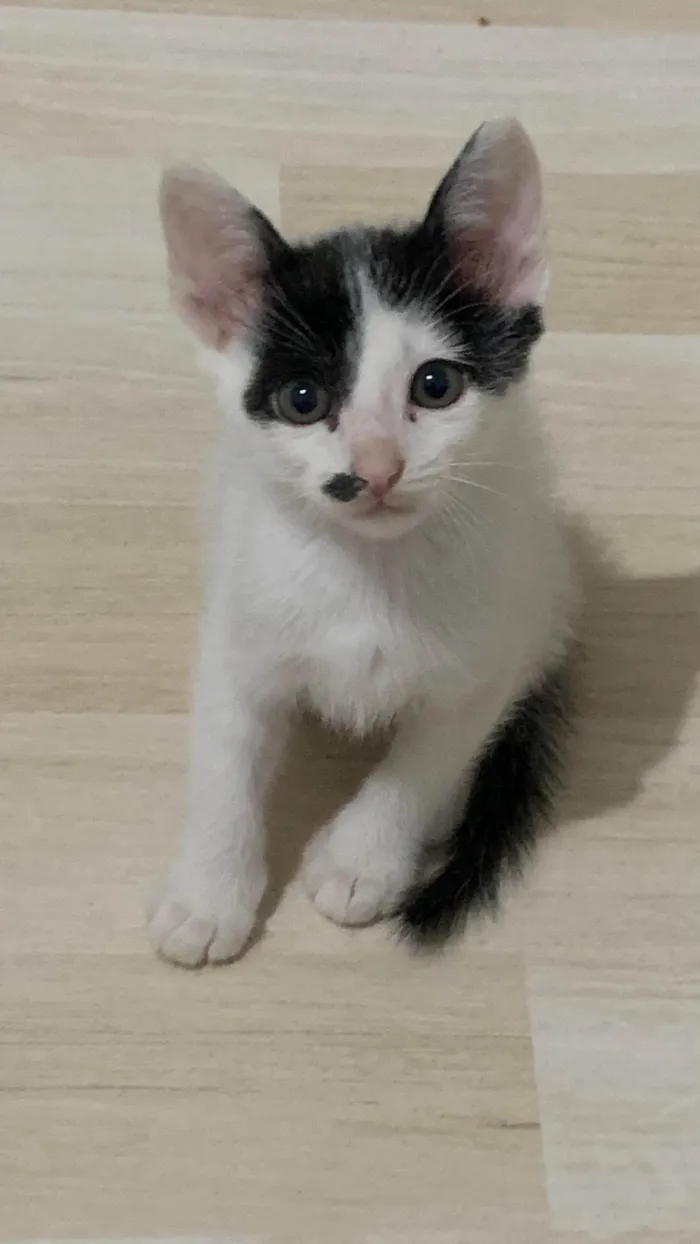 Gato ra a SRD-ViraLata idade 2 a 6 meses nome Charlie